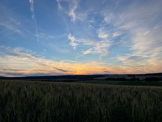 Rhodesian Ridgeback-Beitrag-Bild