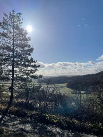 Rhodesian Ridgeback-Beitrag-Bild