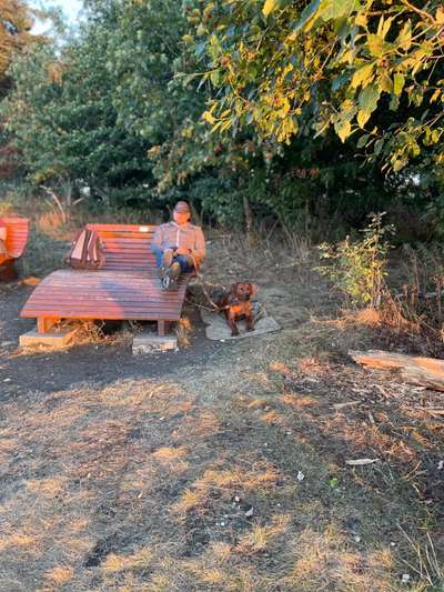 Rhodesian Ridgeback-Beitrag-Bild