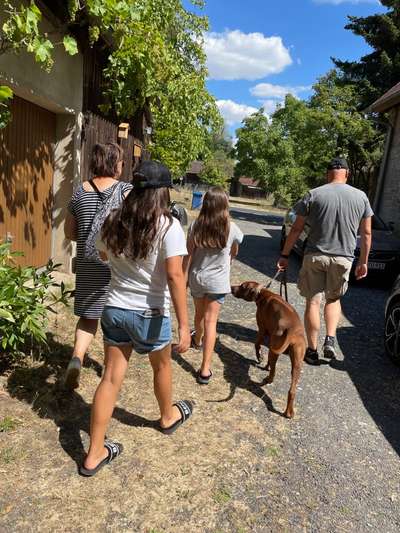 Rhodesian Ridgeback-Beitrag-Bild