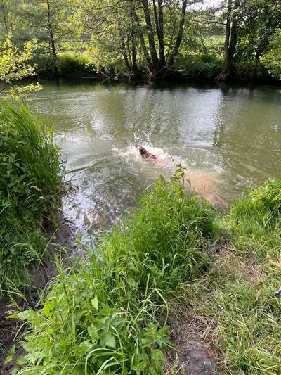 Rhodesian Ridgeback-Beitrag-Bild