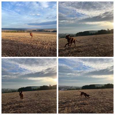 Rhodesian Ridgeback-Beitrag-Bild