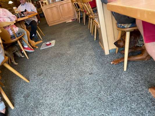 Rhodesian Ridgeback-Beitrag-Bild