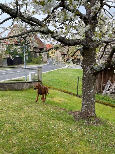 Rhodesian Ridgeback-Beitrag-Bild
