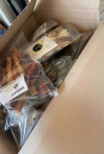 Rhodesian Ridgeback-Beitrag-Bild