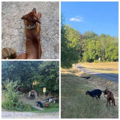 Rhodesian Ridgeback-Beitrag-Bild