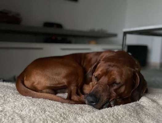 Rhodesian Ridgeback-Beitrag-Bild