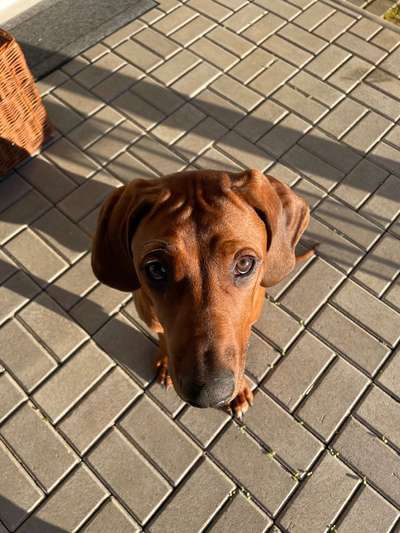 Rhodesian Ridgeback-Beitrag-Bild