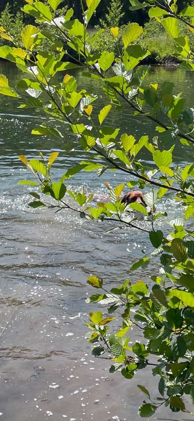 Rhodesian Ridgeback-Beitrag-Bild