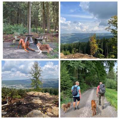 Rhodesian Ridgeback-Beitrag-Bild