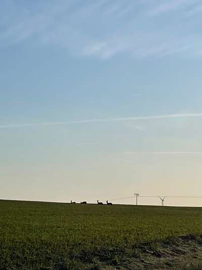 Rhodesian Ridgeback-Beitrag-Bild