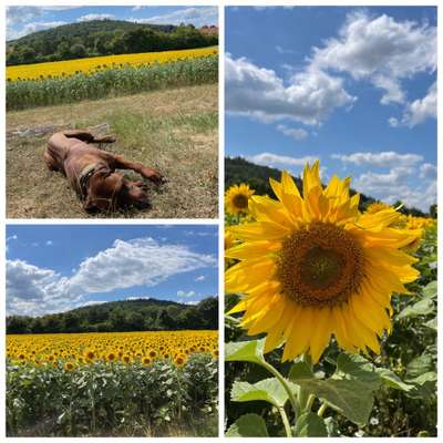 Rhodesian Ridgeback-Beitrag-Bild