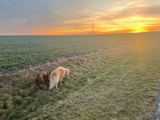 Rhodesian Ridgeback-Beitrag-Bild
