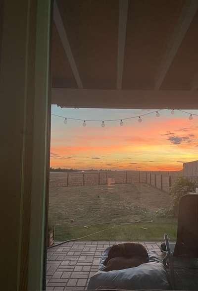 Rhodesian Ridgeback-Beitrag-Bild