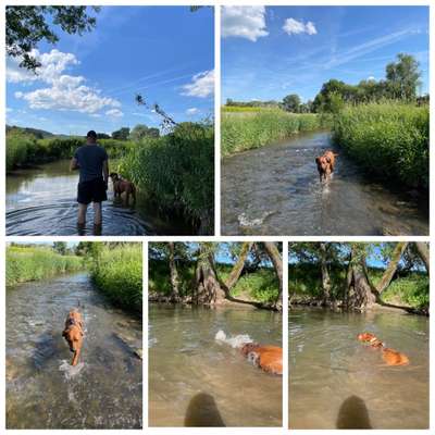 Rhodesian Ridgeback-Beitrag-Bild