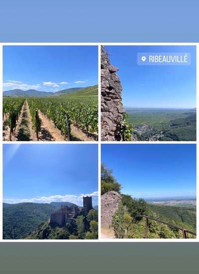 Rhodesian Ridgeback-Beitrag-Bild