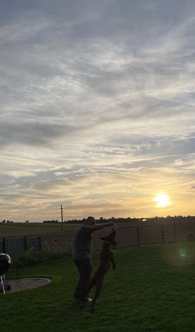 Rhodesian Ridgeback-Beitrag-Bild