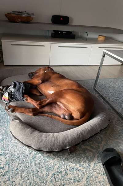 Rhodesian Ridgeback-Beitrag-Bild