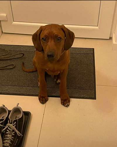 Rhodesian Ridgeback-Beitrag-Bild