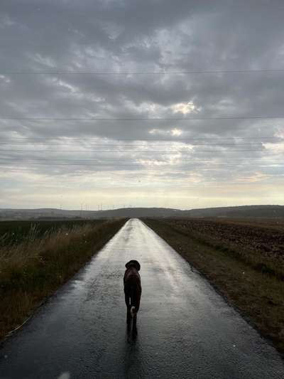 Rhodesian Ridgeback-Beitrag-Bild