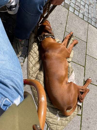 Rhodesian Ridgeback-Beitrag-Bild