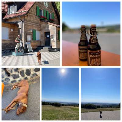 Rhodesian Ridgeback-Beitrag-Bild