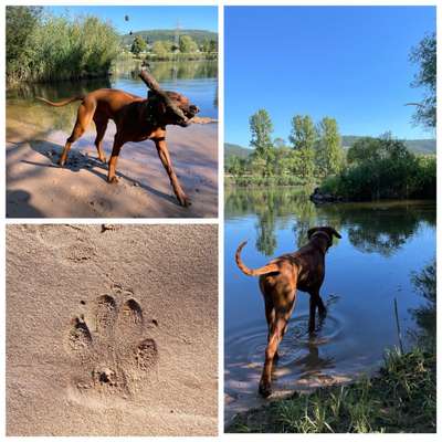 Rhodesian Ridgeback-Beitrag-Bild