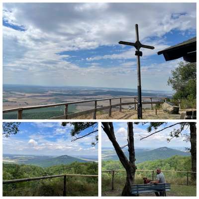 Rhodesian Ridgeback-Beitrag-Bild