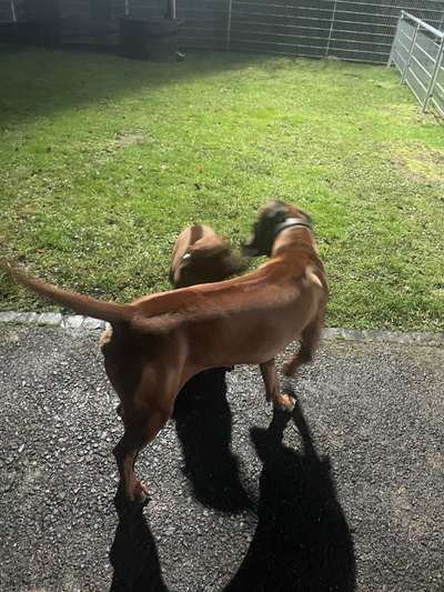 Rhodesian Ridgeback-Beitrag-Bild