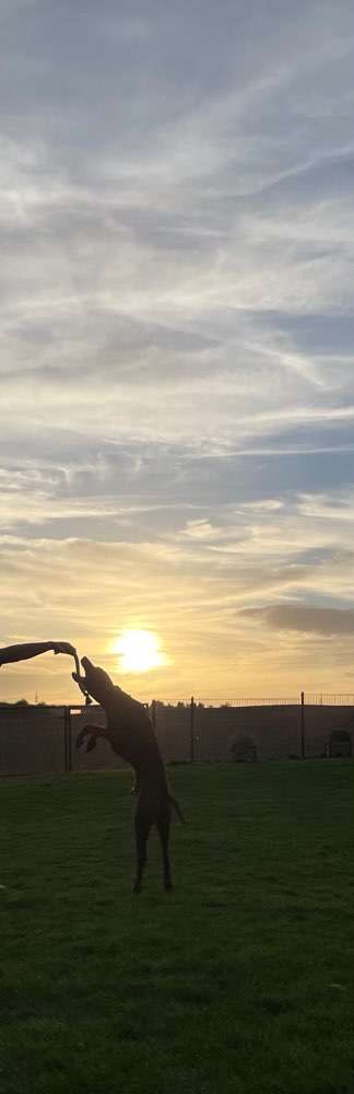 Rhodesian Ridgeback-Beitrag-Bild