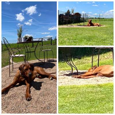 Rhodesian Ridgeback-Beitrag-Bild