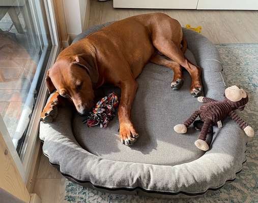 Rhodesian Ridgeback-Beitrag-Bild