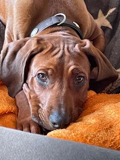 Rhodesian Ridgeback-Beitrag-Bild