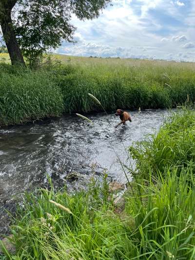 Rhodesian Ridgeback-Beitrag-Bild