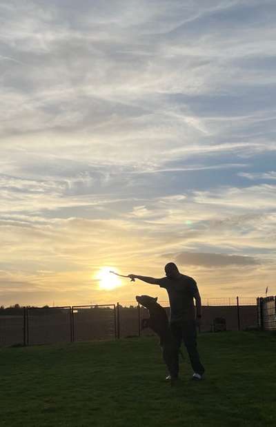 Rhodesian Ridgeback-Beitrag-Bild