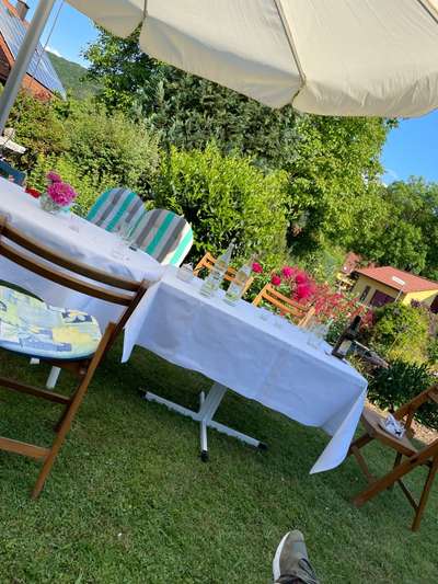 Rhodesian Ridgeback-Beitrag-Bild