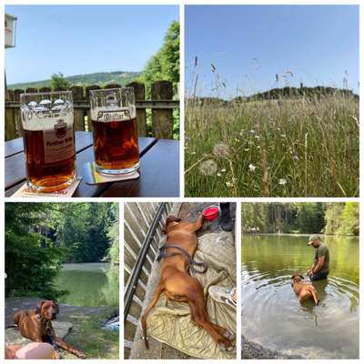 Rhodesian Ridgeback-Beitrag-Bild