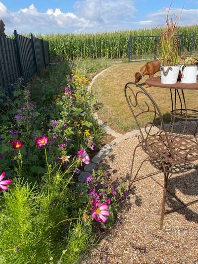 Rhodesian Ridgeback-Beitrag-Bild