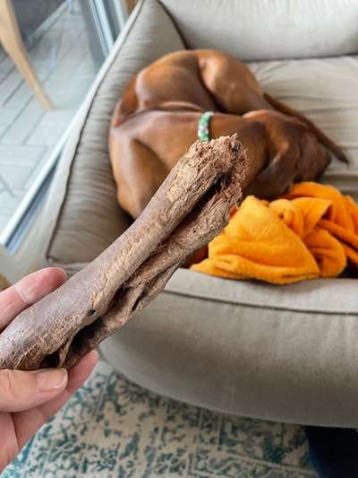 Rhodesian Ridgeback-Beitrag-Bild