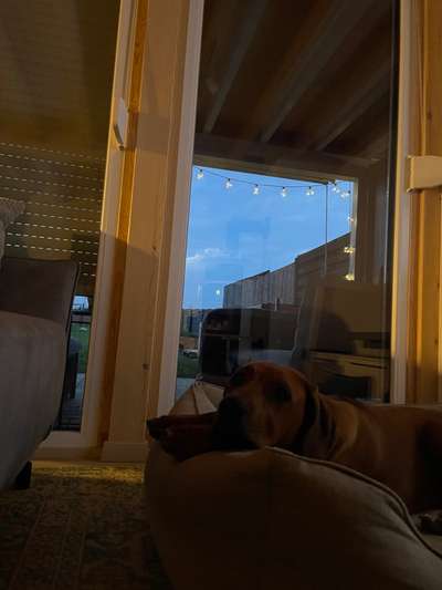 Rhodesian Ridgeback-Beitrag-Bild