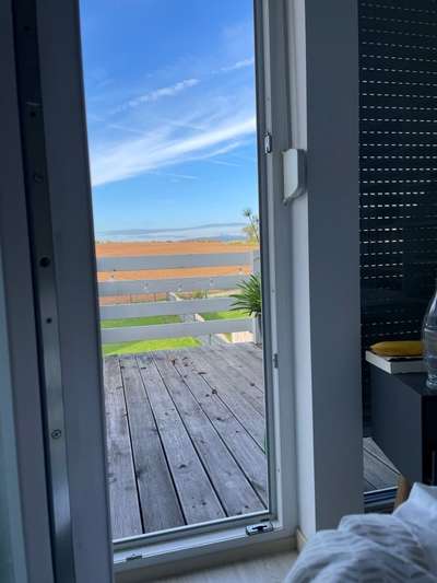 Rhodesian Ridgeback-Beitrag-Bild