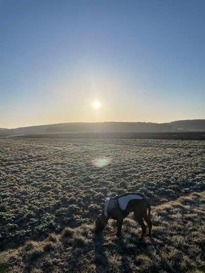 Rhodesian Ridgeback-Beitrag-Bild