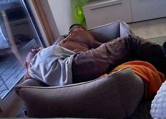 Rhodesian Ridgeback-Beitrag-Bild