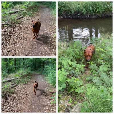 Rhodesian Ridgeback-Beitrag-Bild