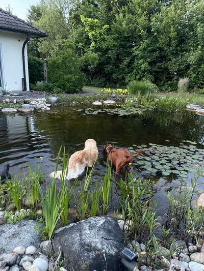 Rhodesian Ridgeback-Beitrag-Bild