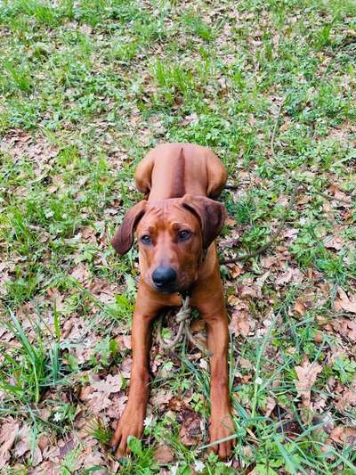 Rhodesian Ridgeback-Beitrag-Bild