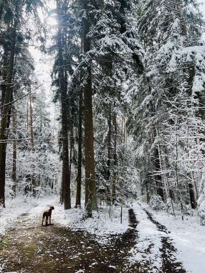 Rhodesian Ridgeback-Beitrag-Bild