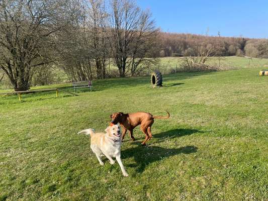 Rhodesian Ridgeback-Beitrag-Bild