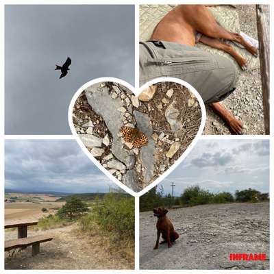 Rhodesian Ridgeback-Beitrag-Bild