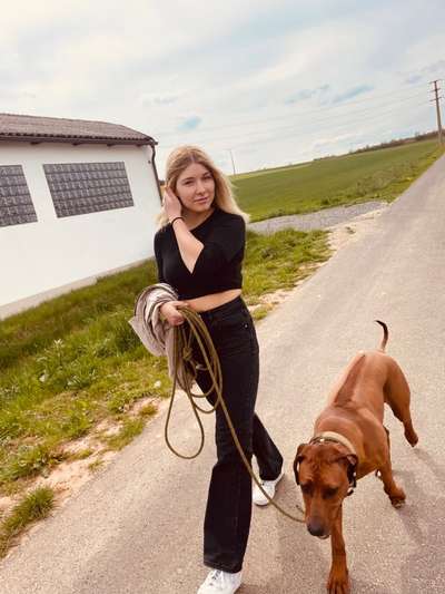 Rhodesian Ridgeback-Beitrag-Bild